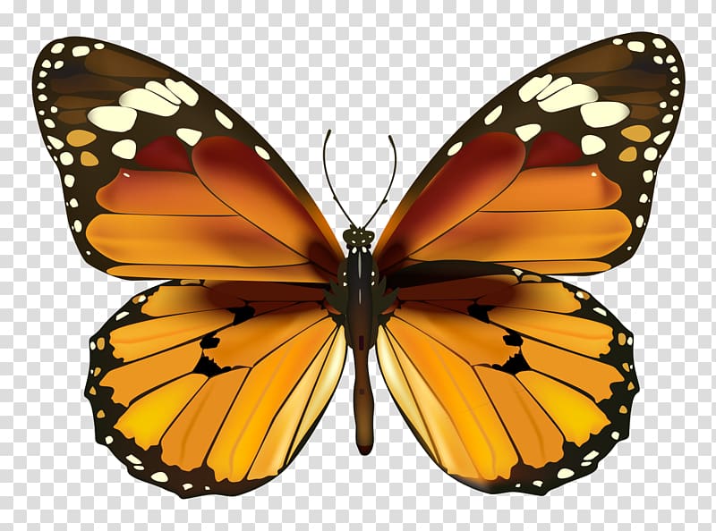 Butterfly , Yellow Butterfly , brown and orange butterfly illustration transparent background PNG clipart