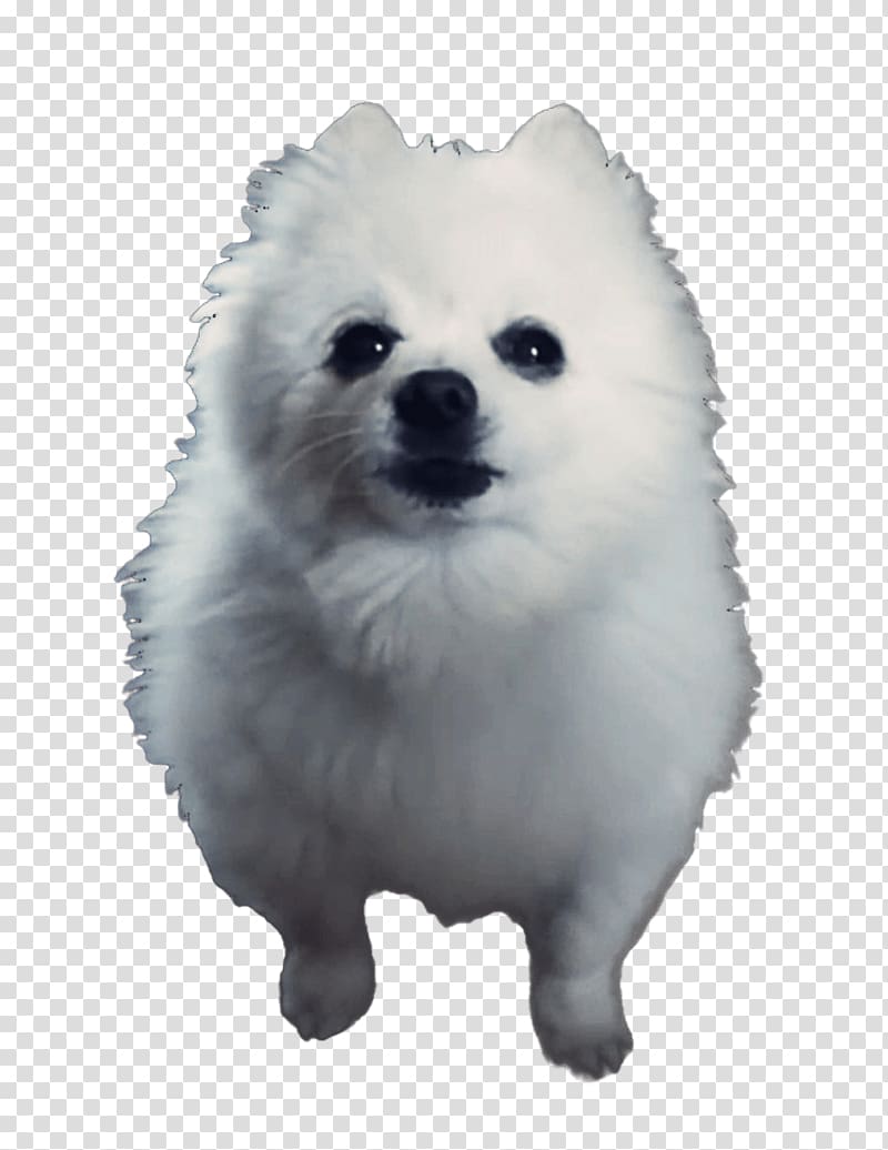 Gabe best sale the pomeranian