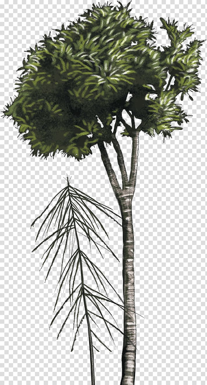 Asian palmyra palm Lancewood Tree New Zealand Shrub, tree transparent background PNG clipart