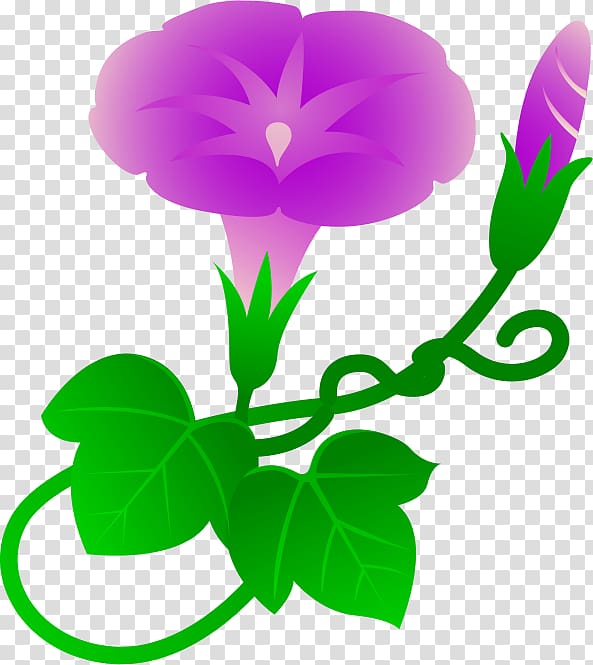 Ipomoea purpurea Morning glory Drawing , morning glory transparent background PNG clipart