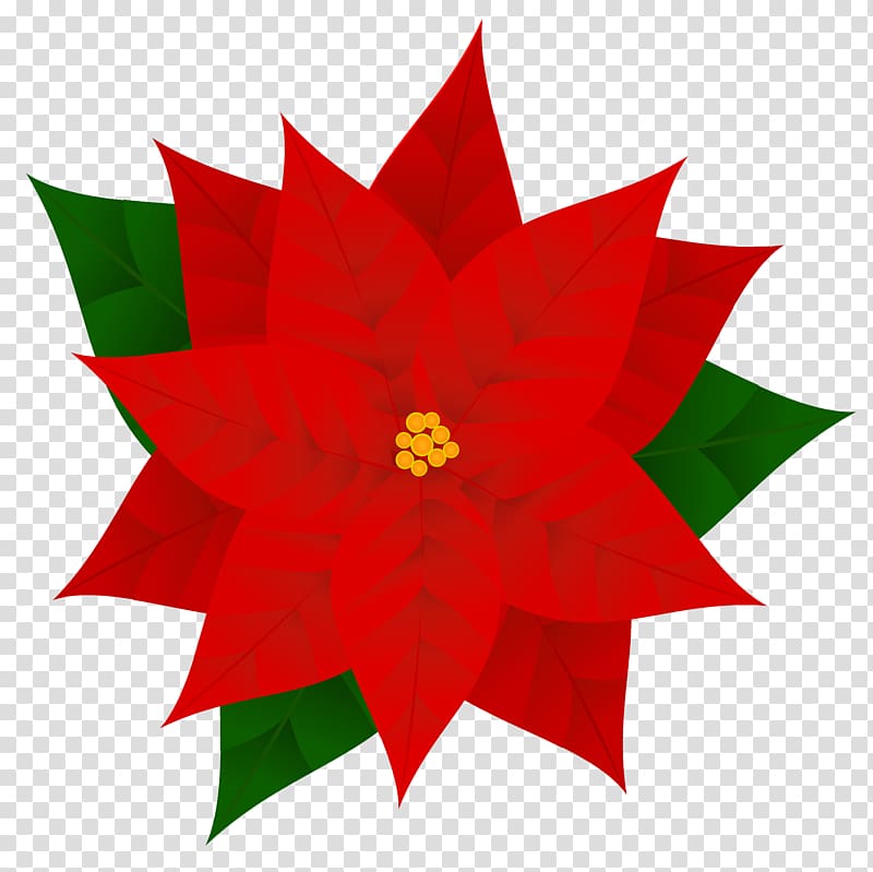 red poinsettia flower , Poinsettia Christmas , Poinsettia transparent background PNG clipart