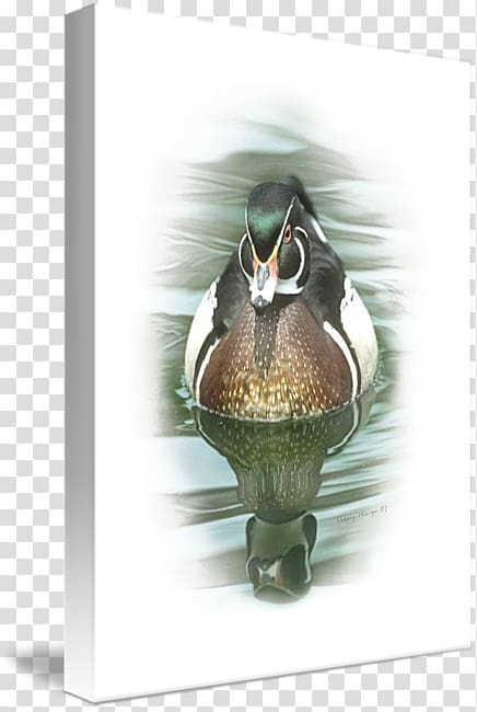 Duck Hatchie National Wildlife Refuge Comprehensive Conservation Plan Fauna Beak Greeting & Note Cards, Wood Duck transparent background PNG clipart