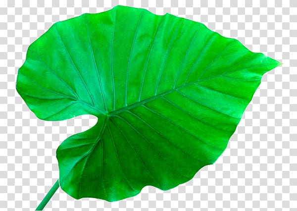 Leaf Que Planta Es? Petal, Leaf transparent background PNG clipart