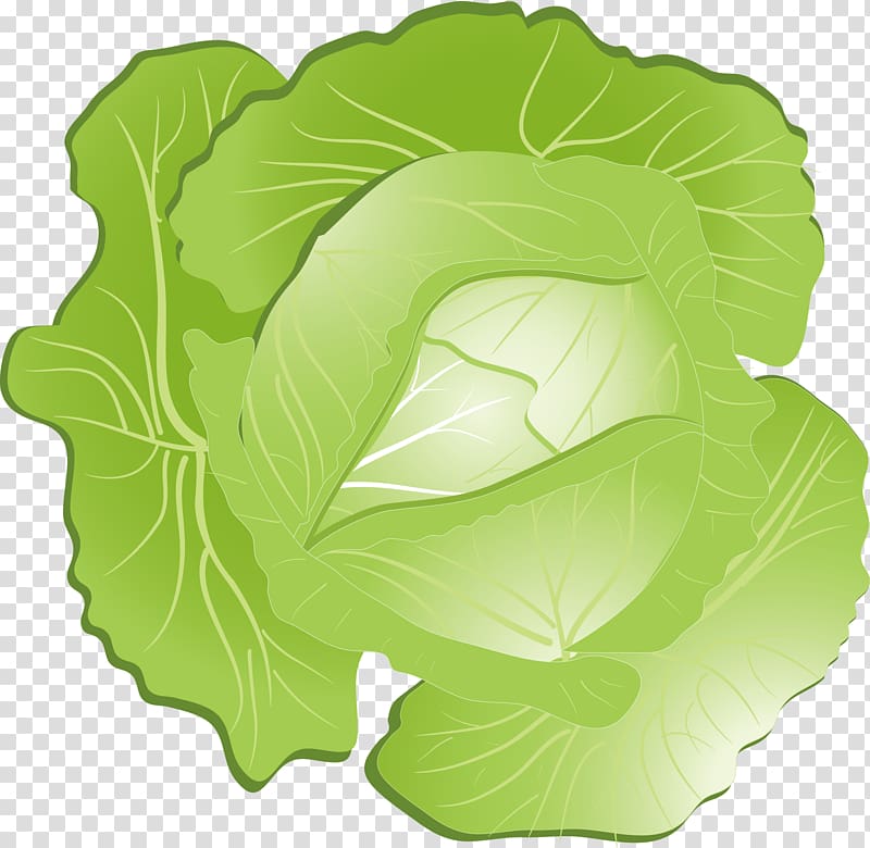 Red cabbage Kohlrabi , cabbage transparent background PNG clipart