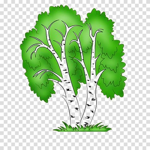 Birch Tree Conifers Shrub, tree transparent background PNG clipart