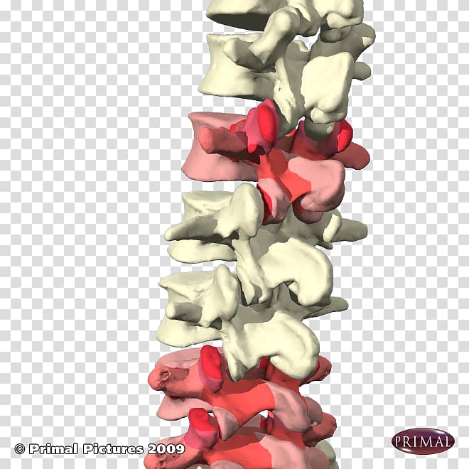 Facet joint Lumbar vertebrae Vertebral column Cervical vertebrae, vertebral transparent background PNG clipart