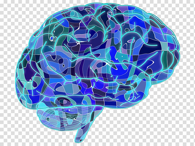 Blue Brain Project Neuron Human brain Neuroscience, Brain transparent background PNG clipart