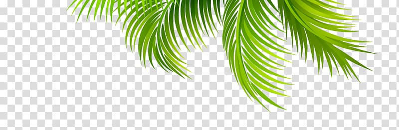 green palm leaf , Arecaceae Leaf Coconut Branch, Coconut leaves transparent background PNG clipart