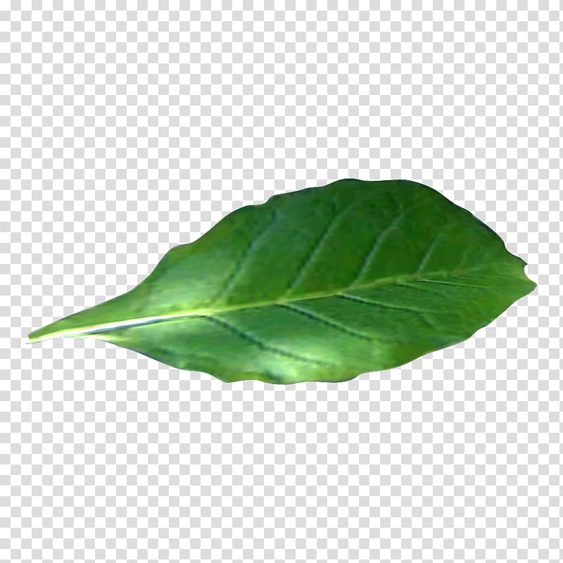 Tobacco plants Wiki Tobacco pipe, tobacco leaf transparent background