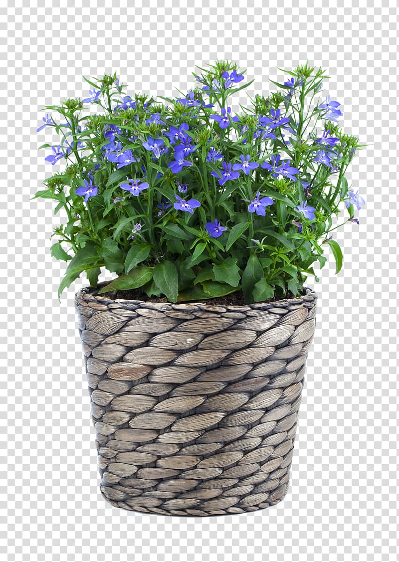 Lobelia erinus Flowerpot Blue, hortensia transparent background PNG clipart