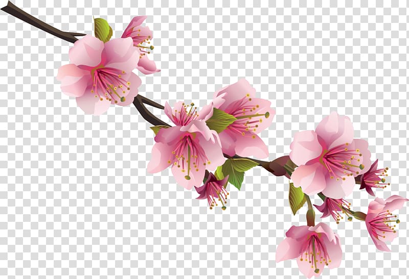Sakura transparent background PNG clipart
