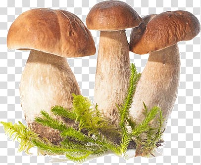 Mushrooms (Collins Gem) Collins Mushroom Miscellany Cholesterol Counter (Collins Gem) Gem Mushrooms and Toadstools Collins Gem 15-Minute Yoga, mushroom transparent background PNG clipart