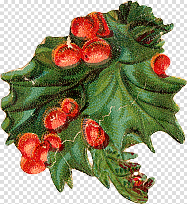 Holly Aquifoliales Christmas ornament Natural foods, Trisha transparent background PNG clipart
