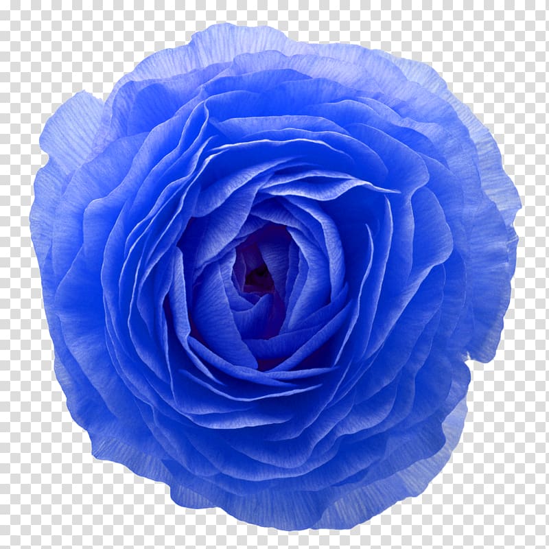 Blue rose Toy Azul Brazilian Airlines Garden roses Kong Goodie Bone, toy transparent background PNG clipart