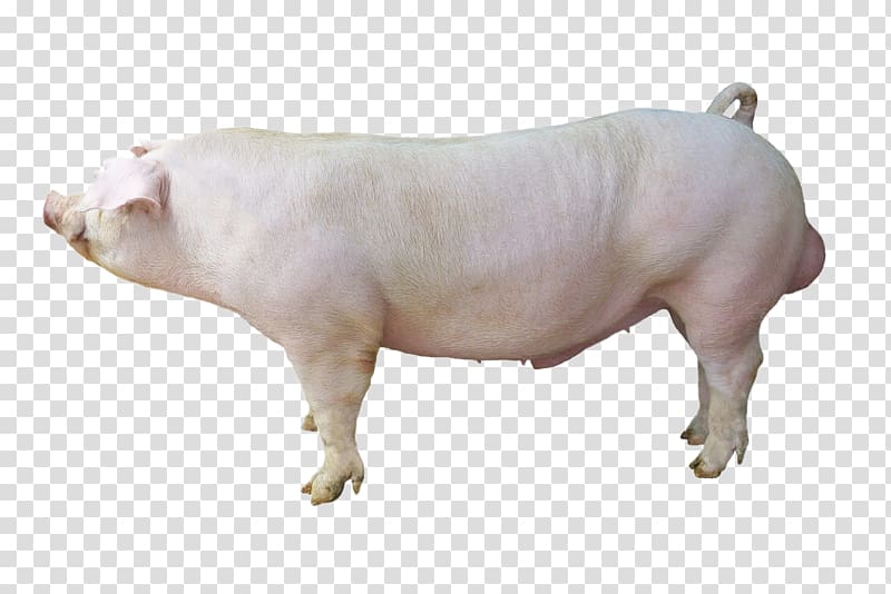Duroc pig Large White pig Hampshire pig Cattle Breed, boar transparent background PNG clipart