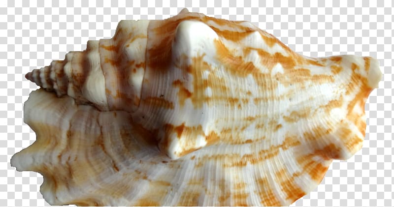 Cockle Conch Seashell Shankha Clam, conch transparent background PNG clipart