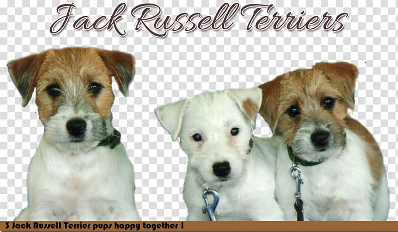 Jack Russell Terrier Parson Russell Terrier Dog breed Companion dog, jack russel transparent background PNG clipart