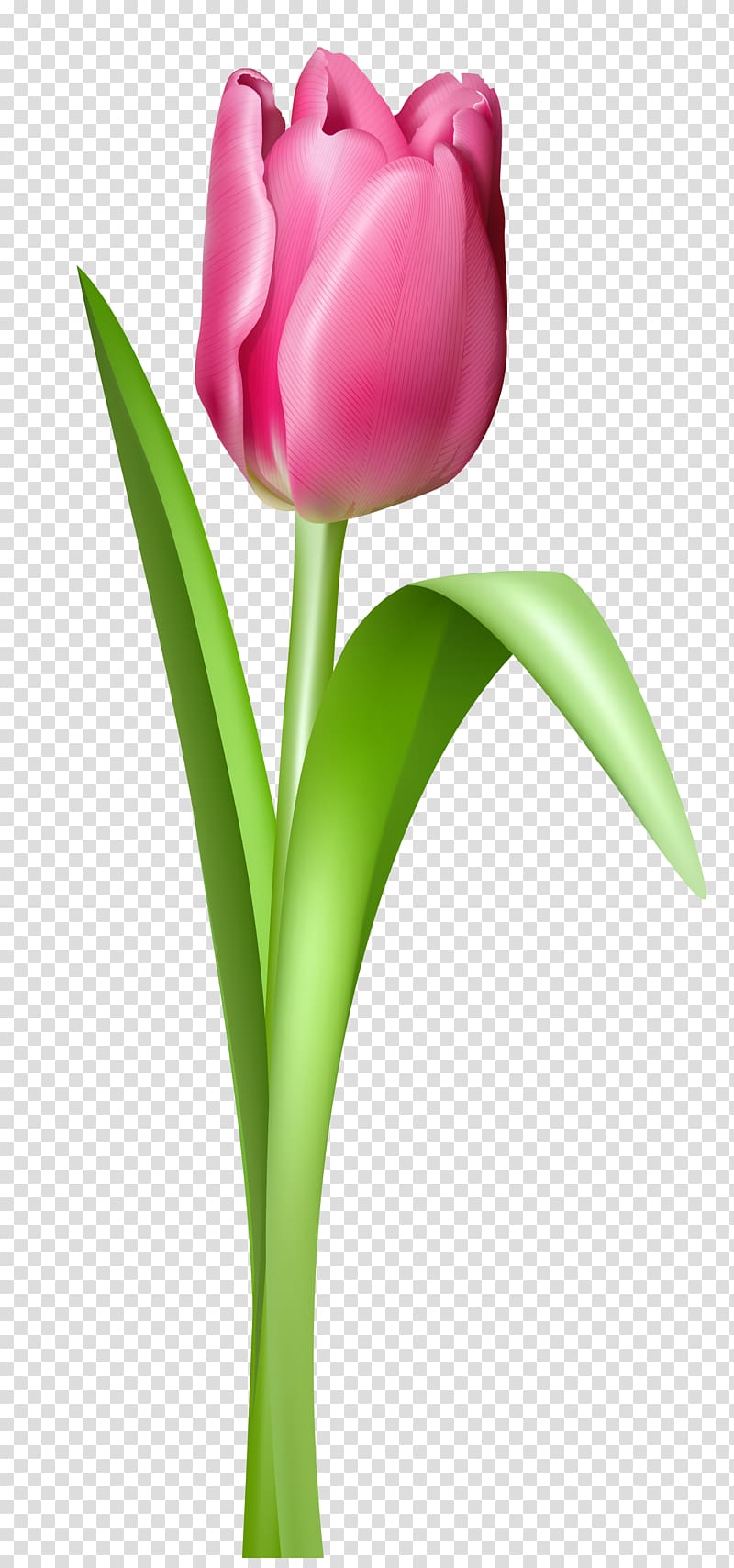 Flower , Tulip Free transparent background PNG clipart