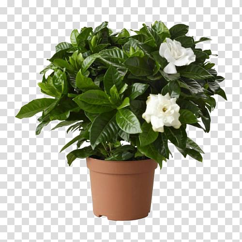 Cape jasmine Houseplant Flowerpot Garden Shrub, plant transparent background PNG clipart