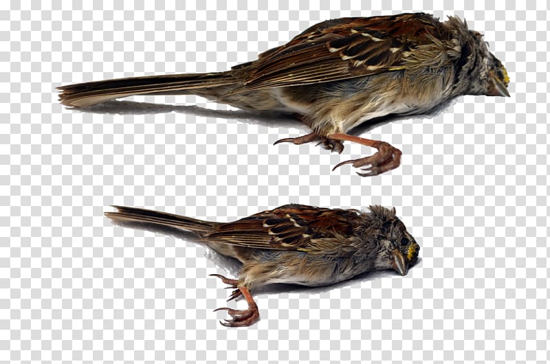 House Sparrow Bird Wren Beak, dead animal transparent background PNG clipart