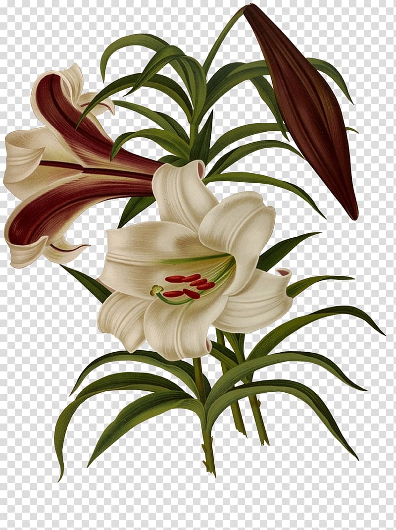 Lilium brownii Flower, Painted Lily transparent background PNG clipart