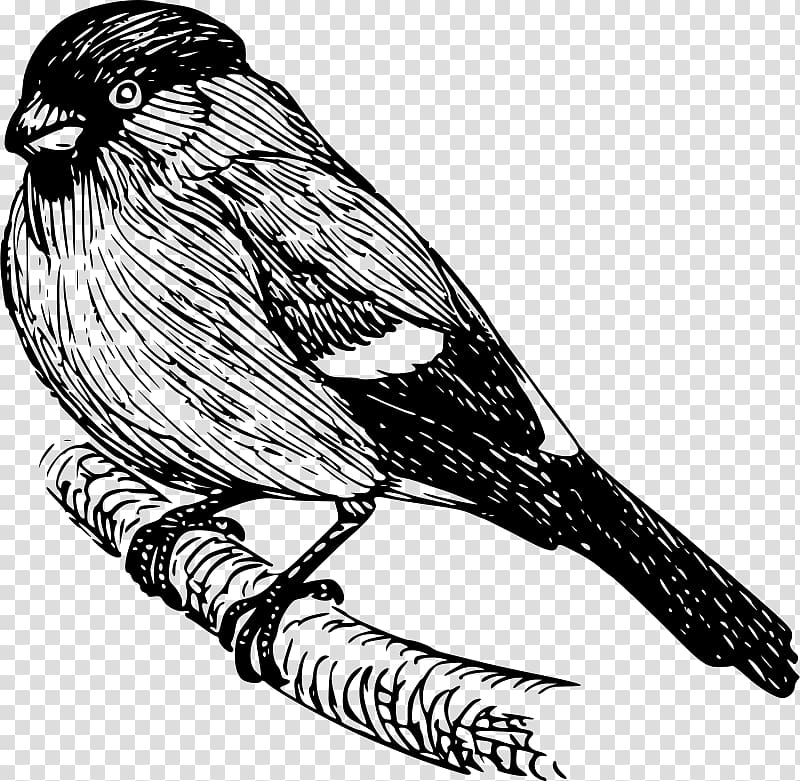 Finch Bird , Bird transparent background PNG clipart