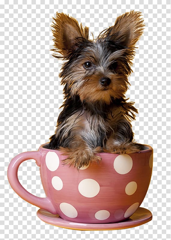 black and tan Yorkshire terrier teacup art, Yorkshire Terrier Miniature Pinscher Maltese dog Puppy Teacup, Cute teacup dogs transparent background PNG clipart