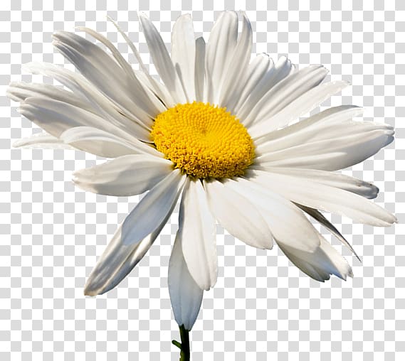 Bisabolol Oxeye daisy German chamomile Roman chamomile Astra, manzanilla transparent background PNG clipart