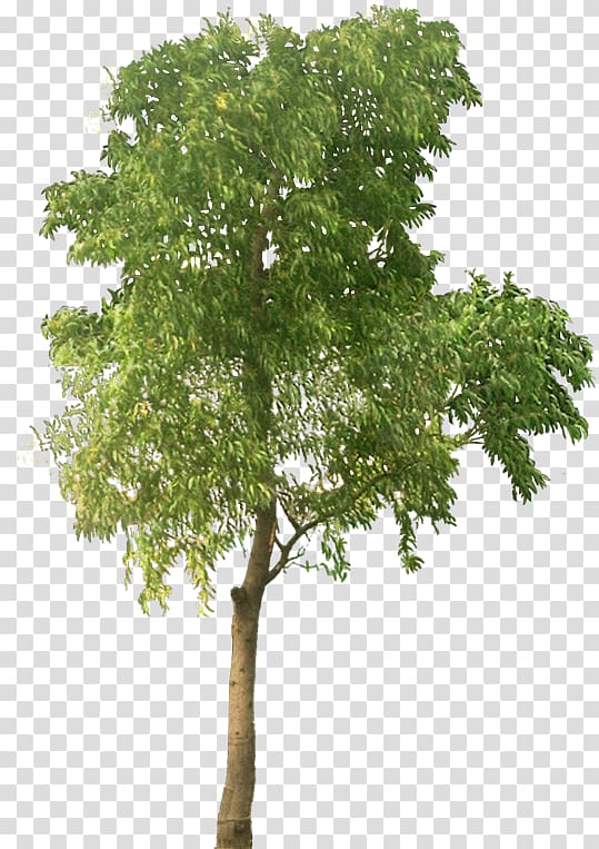 Tree , mango tree transparent background PNG clipart