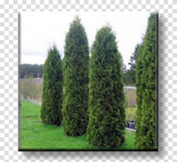 Spruce Arborvitae Evergreen Conifers Oriental Arbor-vitae, thuja transparent background PNG clipart