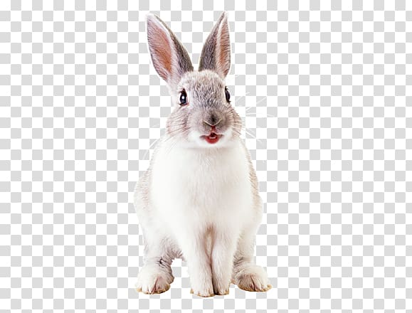 Hare French Lop Domestic rabbit Netherland Dwarf rabbit Easter Bunny, rabbit transparent background PNG clipart