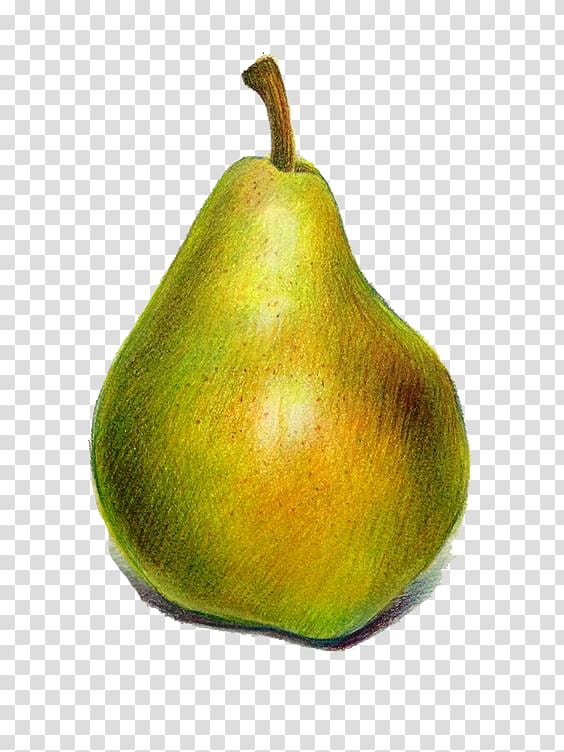 Pyrus xd7 bretschneideri European pear Cartoon, Cartoon pear transparent background PNG clipart