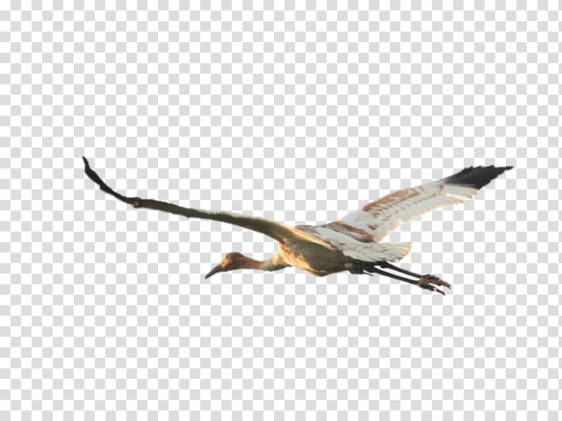 International Crane Foundation Bird Whooping crane Sandhill crane, crane bird transparent background PNG clipart