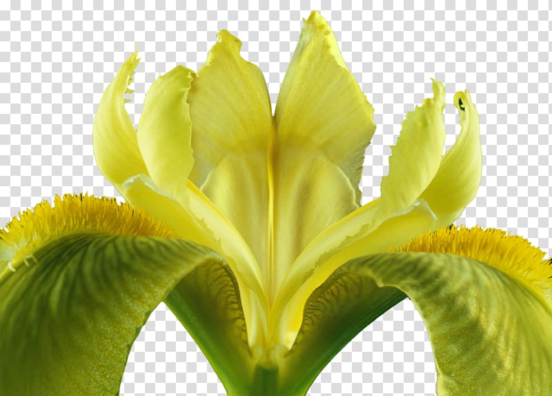Flower Iris Iridaceae Bud Plant stem, iris transparent background PNG clipart