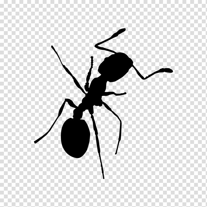 Red imported fire ant Insect Cockroach Pest, insect transparent background PNG clipart
