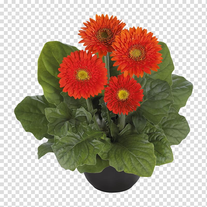 Transvaal daisy Chrysanthemum Floristry Cut flowers Flowerpot, chrysanthemum transparent background PNG clipart