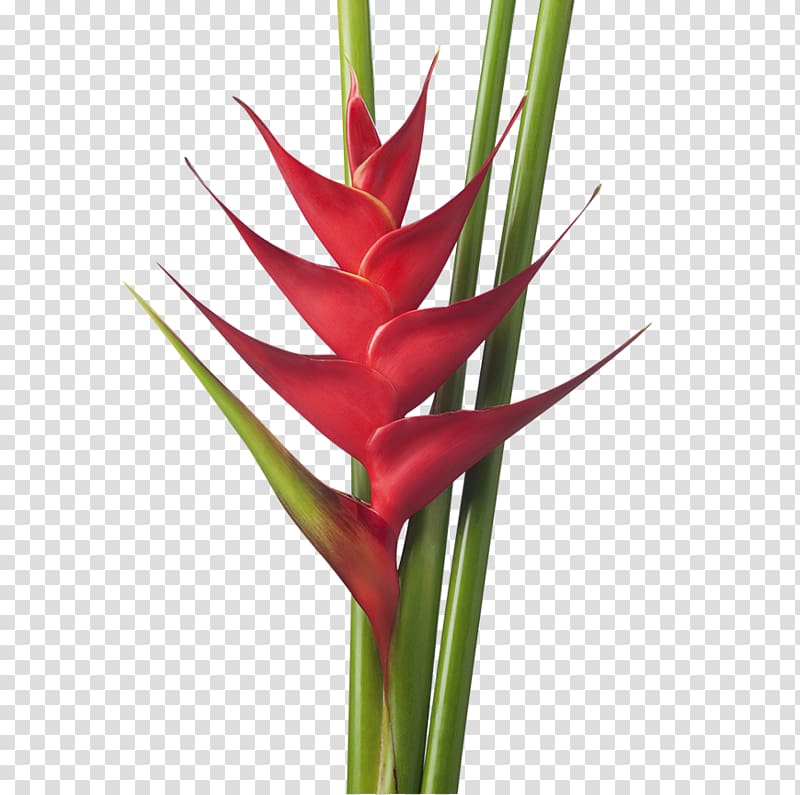 Lobster-claws Cut flowers Drawing Strelitzia reginae, darkness transparent background PNG clipart