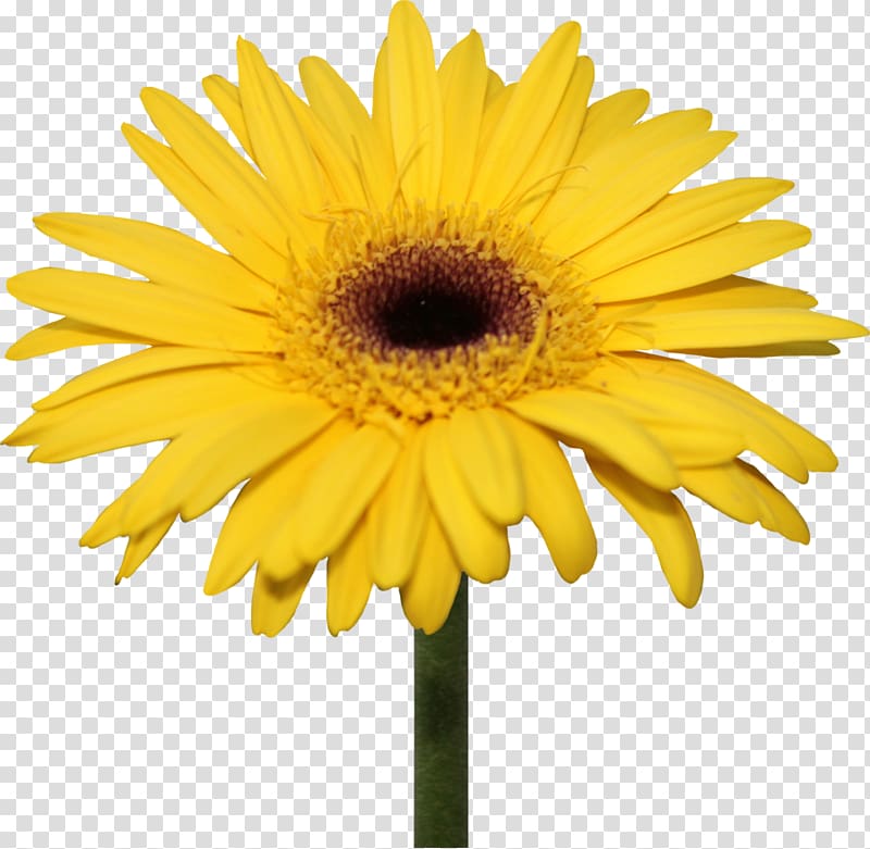 Common daisy Transvaal daisy Flower , yellow background transparent background PNG clipart