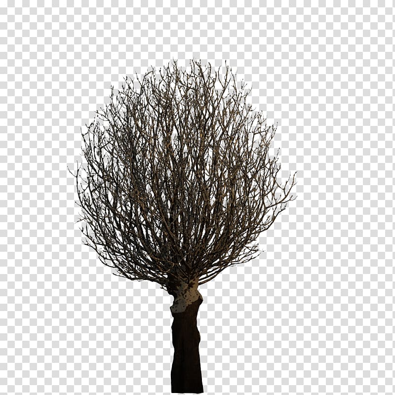 Tree Plant 3D computer graphics, tree transparent background PNG clipart