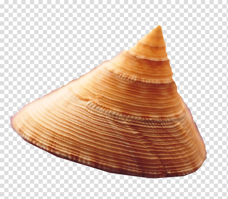 Seashell Sea snail Conch, Sharp conch transparent background PNG clipart