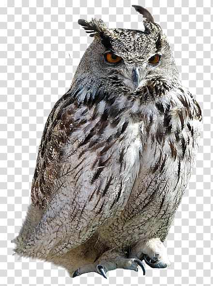 Tawny owl Little Owl, Grey Owl transparent background PNG clipart