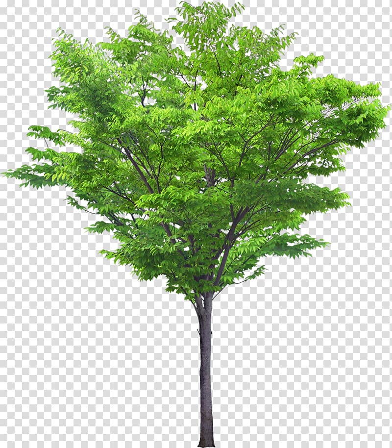 Black locust Tree Portable Network Graphics Southern magnolia, tree transparent background PNG clipart