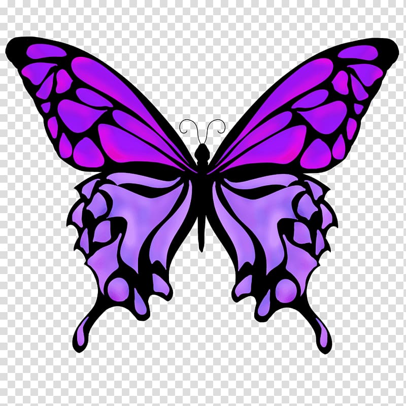 butterfly sketch color