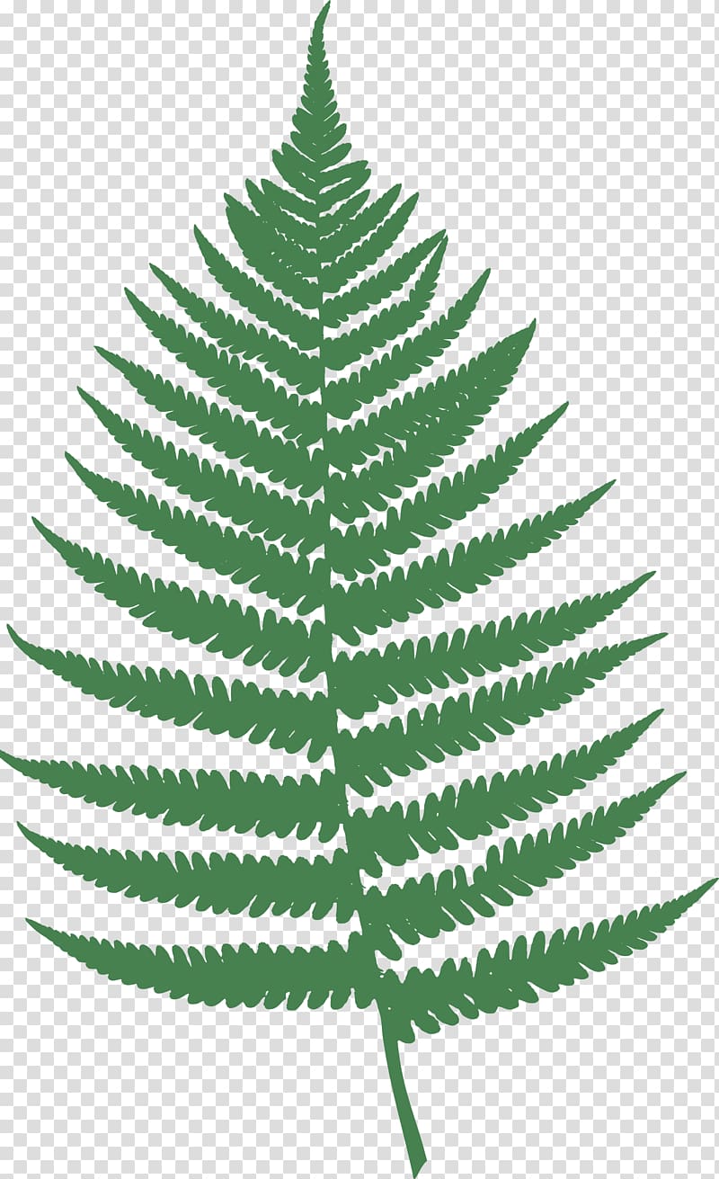 Fern Leaf Burknar , Ferns In transparent background PNG clipart