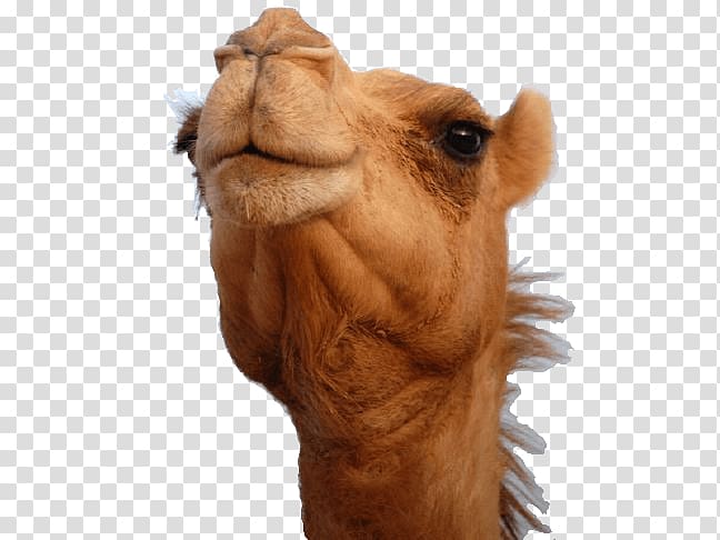 camel illustration, Camel Head transparent background PNG clipart