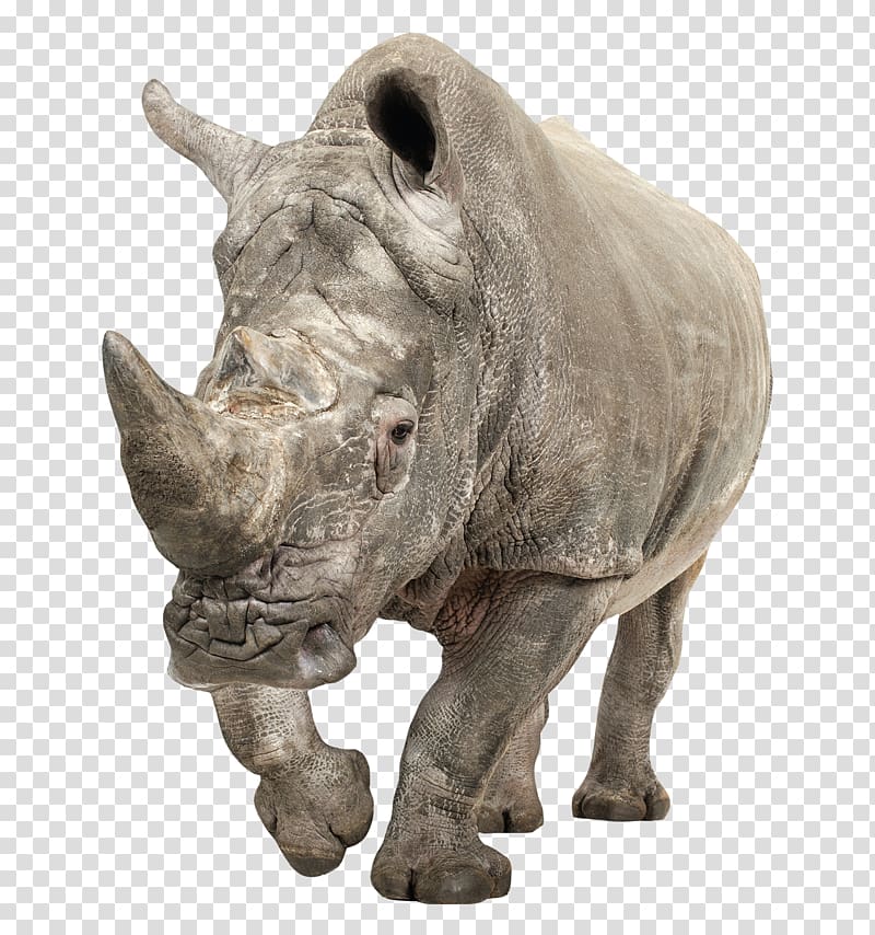 rhinoceros illustration, Black rhinoceros White rhinoceros, Rhino approaching transparent background PNG clipart