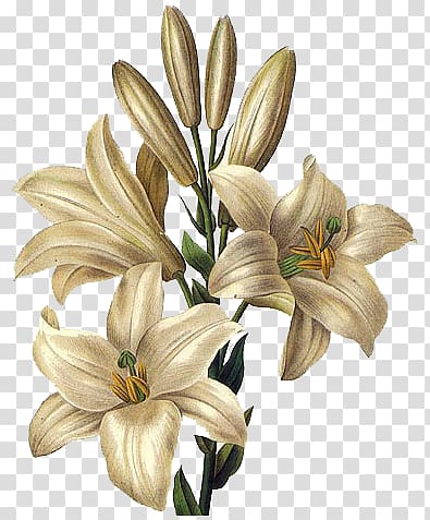 Lilium candidum Drawing Flower Painting Easter lily, flower transparent background PNG clipart