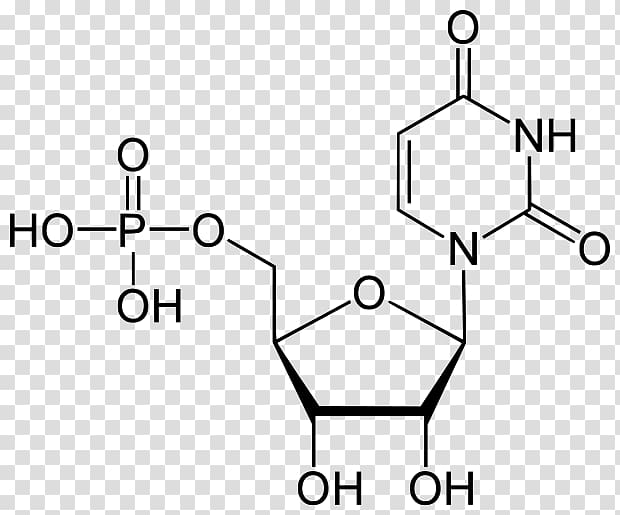 Thymidine monophosphate Adenosine monophosphate Deoxyuridine monophosphate, others transparent background PNG clipart