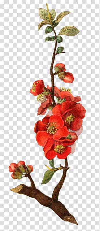 Botanical illustration Botany Rose, rose transparent background PNG clipart