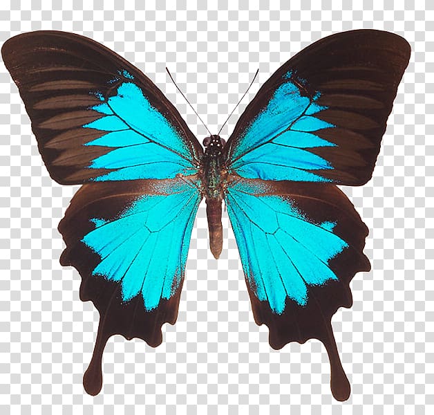 Ulysses butterfly Swallowtails Achillides Old world swallowtail Eastern tiger swallowtail, blue morphofalter transparent background PNG clipart